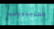 拉布拉多分什么品种