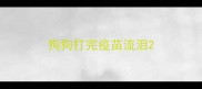 狗狗打完疫苗流泪