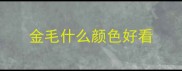 金毛什么颜色好看