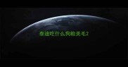 泰迪吃什么狗粮美毛