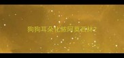 狗狗耳朵化脓阿莫西林
