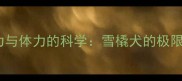 哈士奇耐力与体力的科学雪橇犬的极限运动能力