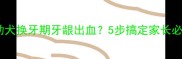 哈士奇幼犬换牙期牙龈出血5步搞定家长必看指南