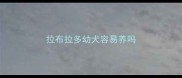 拉布拉多幼犬容易养吗