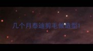 几个月泰迪剪毛做造型