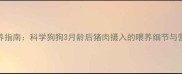 幼犬饲养指南科学狗狗3月龄后猪肉摄入的喂养细节与营养搭配