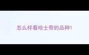 怎么样看哈士奇的品种