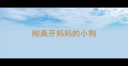 刚离开妈妈的小狗