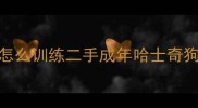 怎么训练二手成年哈士奇狗