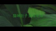 猫咪肚子里有毛球