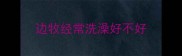 边牧经常洗澡好不好