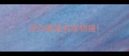 深圳哪里有宠物猫