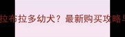 昆明哪里买拉布拉多幼犬最新购买攻略与避坑指南