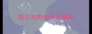 吸引狗狗的声音播放