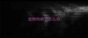 宠物狗病了怎么办