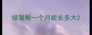 绿鬣蜥一个月能长多大