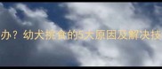 6个月柴犬拒食怎么办幼犬挑食的5大原因及解决技巧附喂食指南