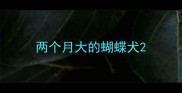 两个月大的蝴蝶犬