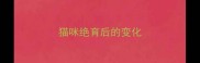 猫咪绝育后的变化