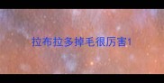 拉布拉多掉毛很厉害