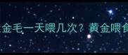科学喂养指南成犬金毛一天喂几次黄金喂食频率与营养搭配全