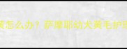 3个月萨摩耶幼犬毛发发黄怎么办萨摩耶幼犬黄毛护理全攻略附真实案例