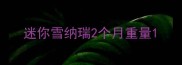 迷你雪纳瑞2个月重量