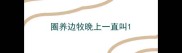 圈养边牧晚上一直叫