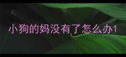 小狗的妈没有了怎么办