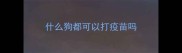 什么狗都可以打疫苗吗