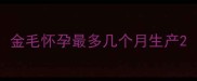 金毛怀孕最多几个月生产