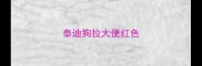 泰迪狗拉大便红色