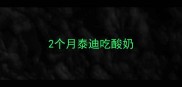 2个月泰迪吃酸奶