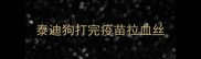 泰迪狗打完疫苗拉血丝