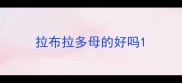 拉布拉多母的好吗