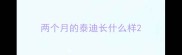 两个月的泰迪长什么样