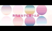 狗狗被虫子咬擦什么药