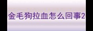 金毛狗拉血怎么回事