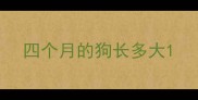 四个月的狗长多大