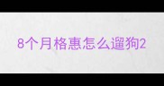 8个月格惠怎么遛狗