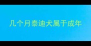 几个月泰迪犬属于成年