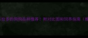 10种最像拉布拉多的狗狗品种推荐附对比图和饲养指南推荐养狗必看
