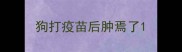 狗打疫苗后肿焉了