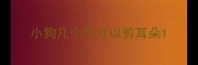 小狗几个月可以剪耳朵