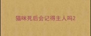 猫咪死后会记得主人吗