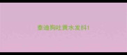 泰迪狗吐黄水发抖
