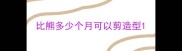比熊多少个月可以剪造型