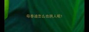 母泰迪怎么也拱人呢