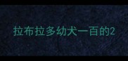 拉布拉多幼犬一百的