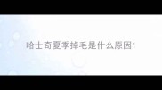 哈士奇夏季掉毛是什么原因